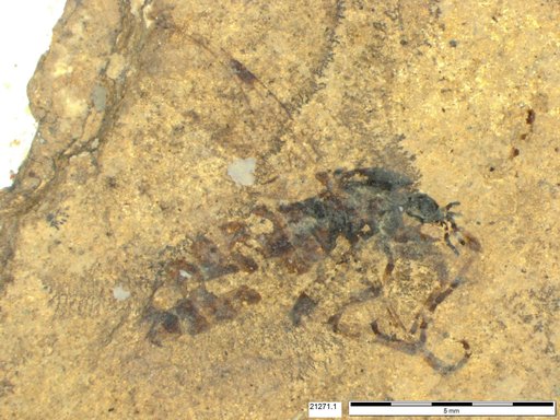 Genus sp