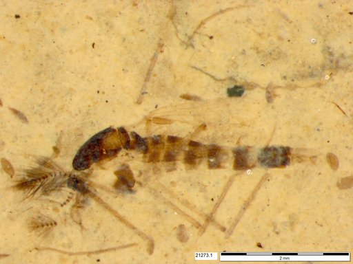 Chaoboridae