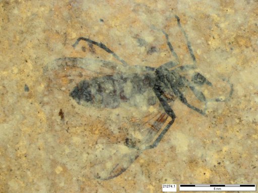 Genus sp