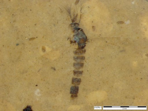 Chaoboridae