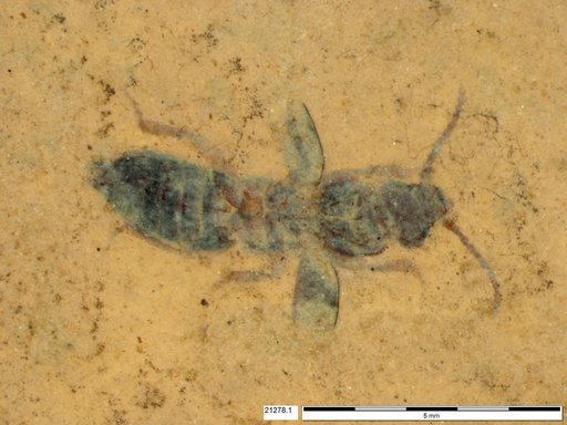 Genus sp