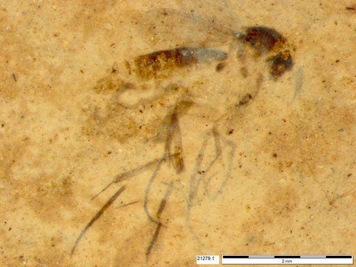 Mycetophilidae