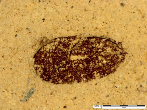 Tracheophyta