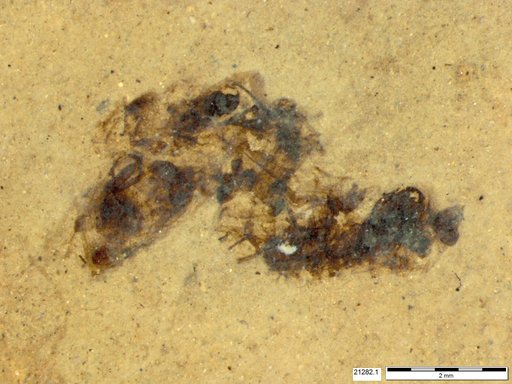 Genus sp
