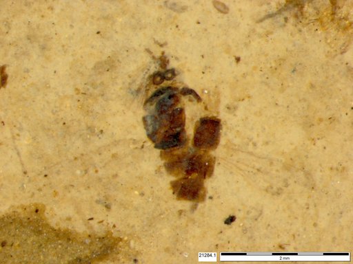Chaoboridae
