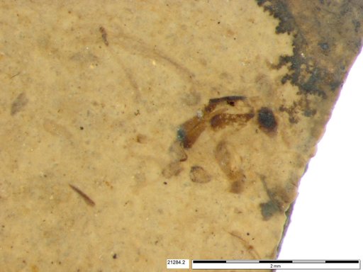 Chaoboridae