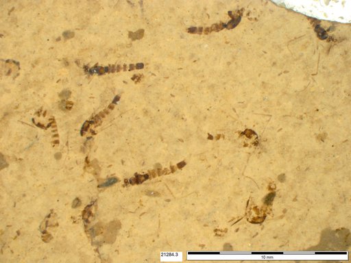 Chaoboridae
