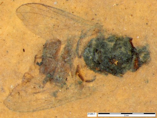 Diptera
