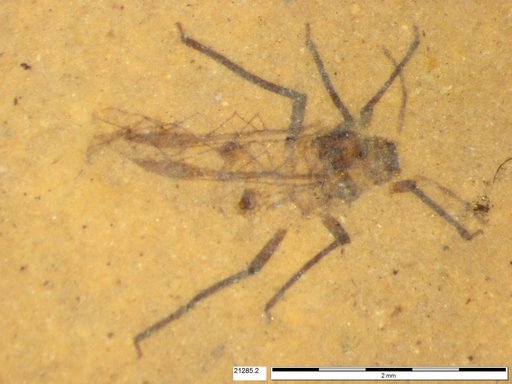 Aphididae