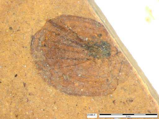 Genus sp