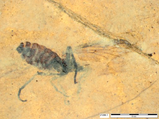Genus sp
