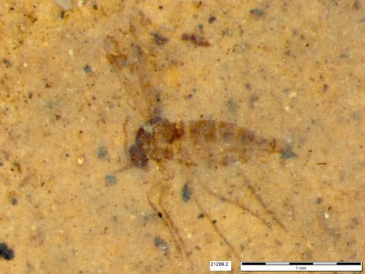 Sciaridae