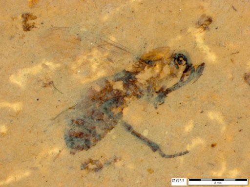 Genus sp