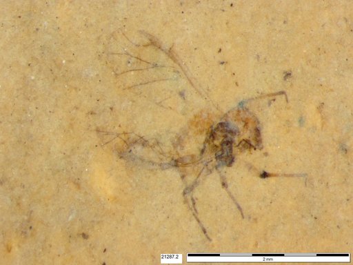 Aphididae