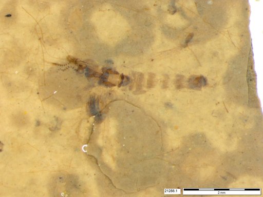 Chaoboridae