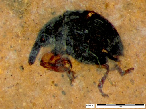Genus sp