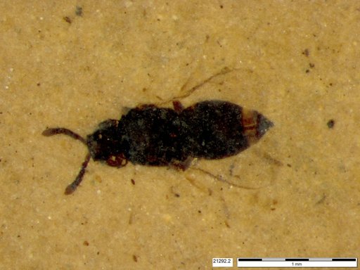 Genus sp