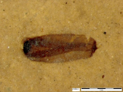 Tracheophyta