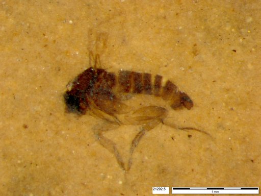 Phoridae