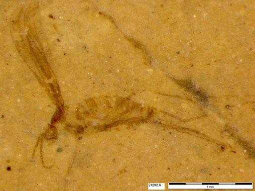 Diptera