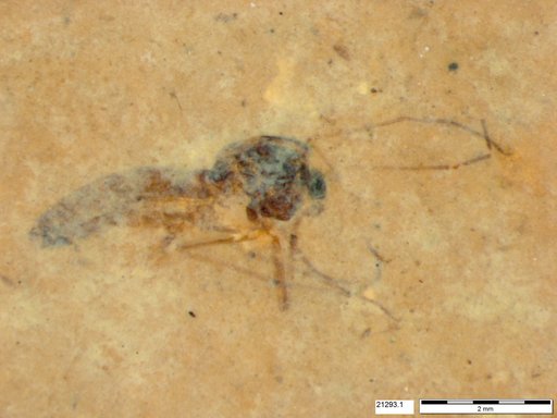 Genus sp