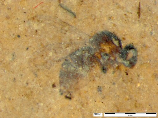 Diptera