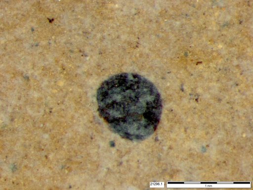 Tracheophyta