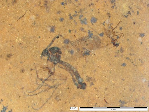 Mycetophilidae