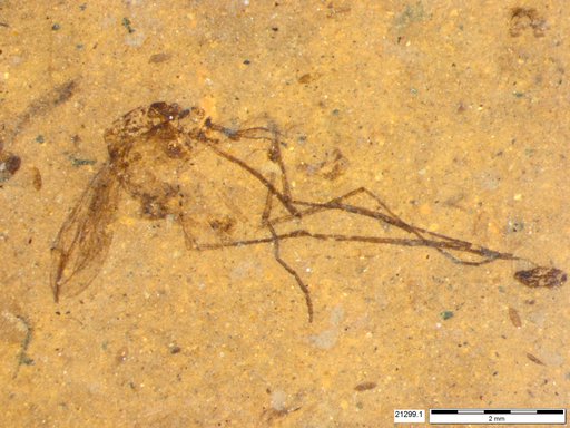 Genus sp