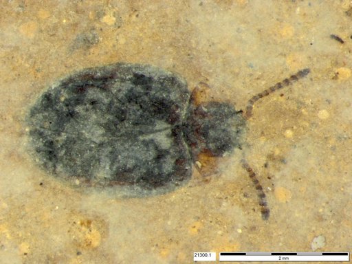Chrysomelidae
