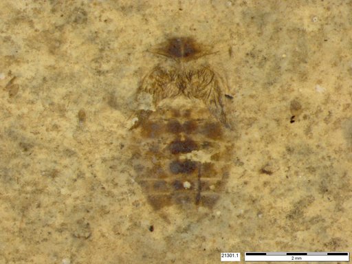Corixidae