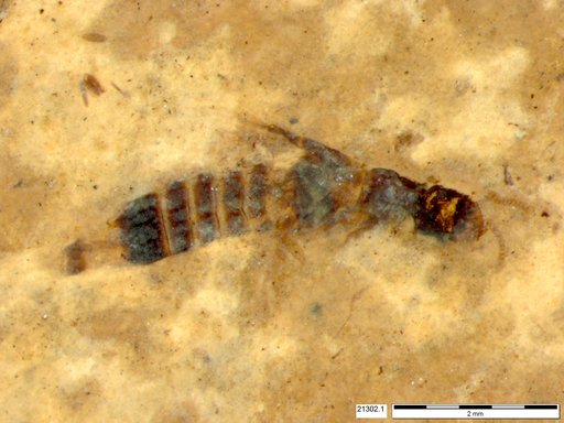 Genus sp
