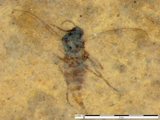 Sciaridae