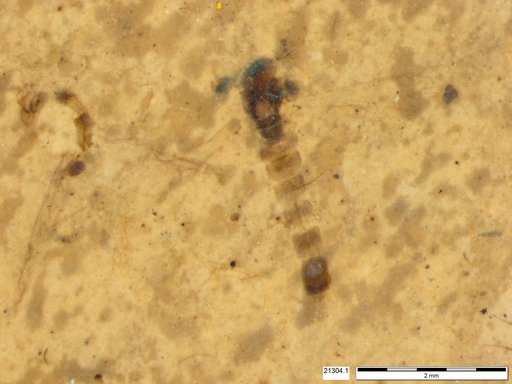 Chaoboridae