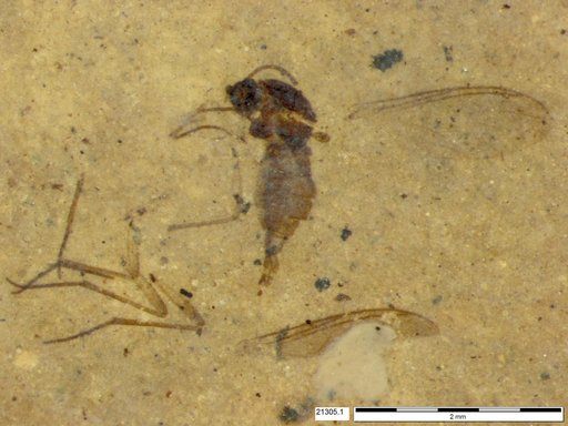 Sciaridae