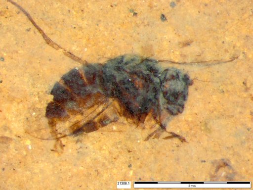 Diptera