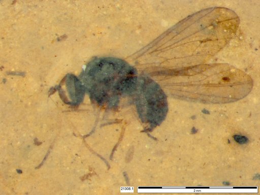 Diptera