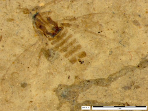 Chaoboridae