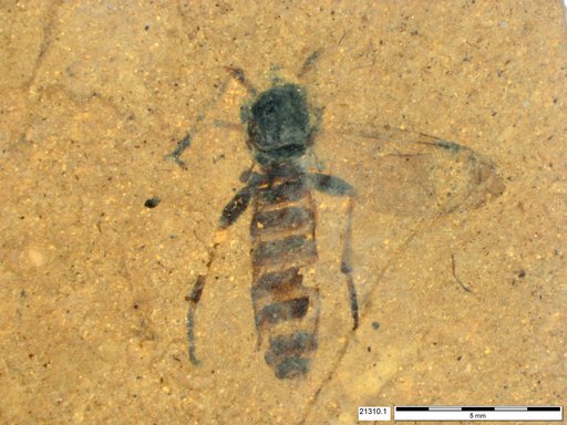 Genus sp