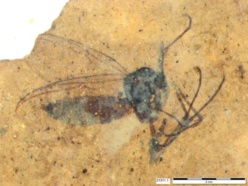 Diptera