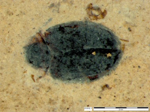 Chrysomelidae