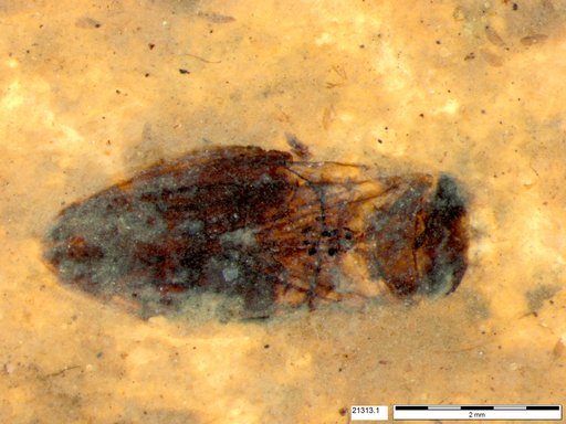 Corixidae