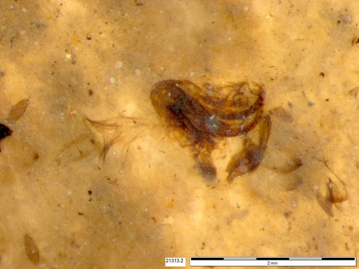 Chaoboridae