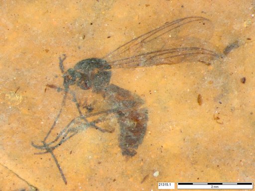 Mycetophilidae