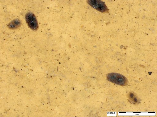 Daphniidae