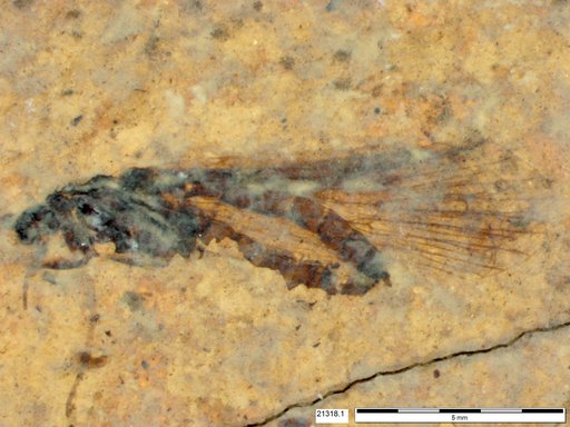 Genus sp