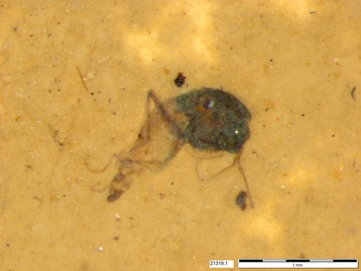 Diptera