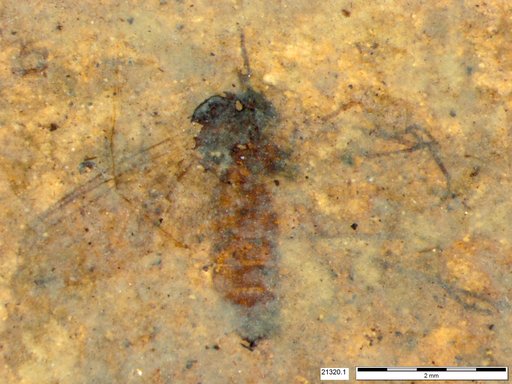Diptera
