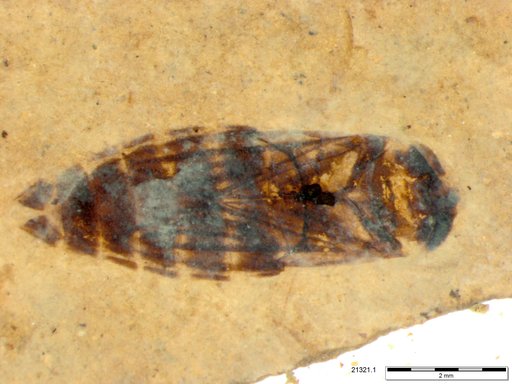 Corixidae