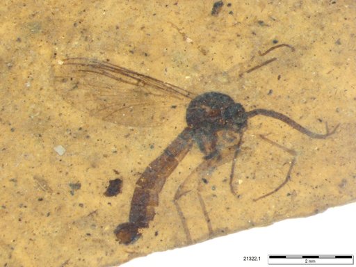 Mycetophilidae
